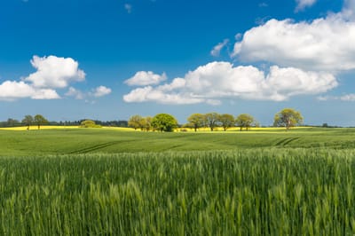 Open field with trees under a blue sky