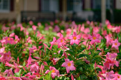 Vibrant flowers in the outdoor garden area