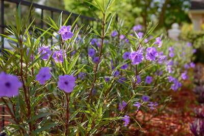 Vibrant flowers in a landscaped outdoor area