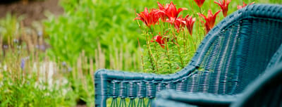 Garden area with vibrant red flowers and a blue chair