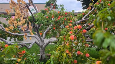 Peach tree with ripe peaches in a garden