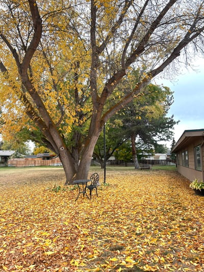 Outdoor space with fall foliage and a bench