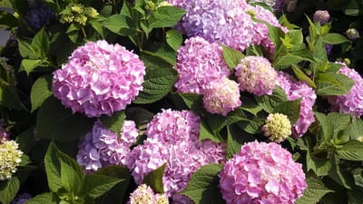 Blooming hydrangeas in a garden setting