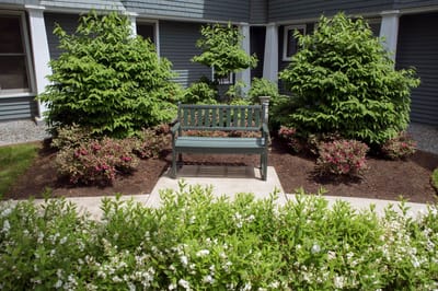 Garden area with a bench surrounded by shrubs