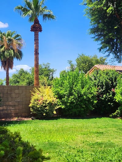 Lush garden with palm trees and flowering shrubs