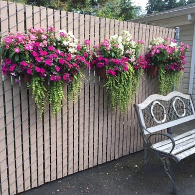 Colorful hanging flowers on an outdoor wall