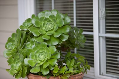 Succulent plants near a window.