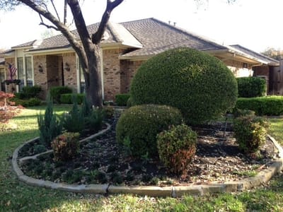 Front yard with landscaped bushes and a brick house