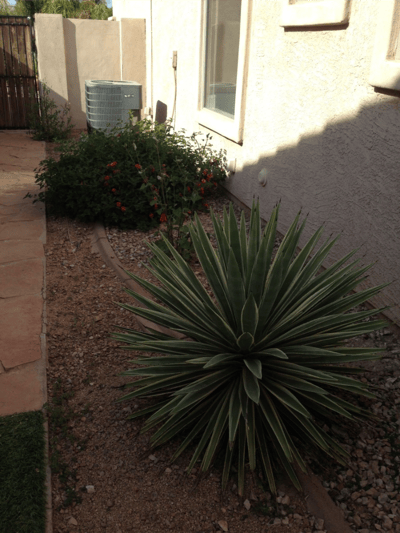 Outdoor space with plants and gravel path