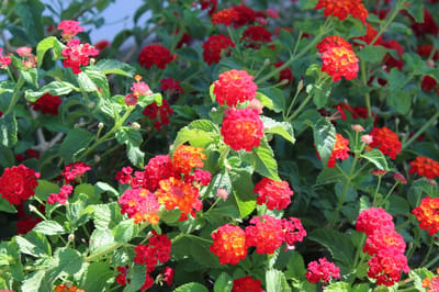 Bright flowers in an outdoor garden