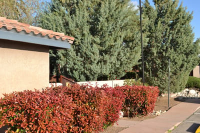 Well-maintained outdoor landscaping with colorful shrubs