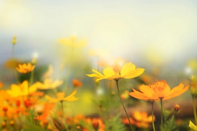 A close-up of vibrant yellow flowers in a garden.
