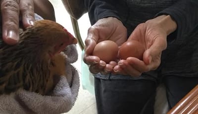 A resident holding eggs and a chicken.