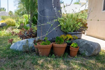 Potted plants at the base of a tree