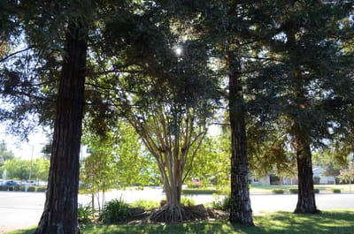 Sunlight filtering through trees in a landscaped area.
