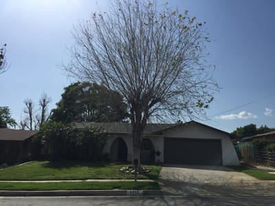Exterior view of a residential building with a tree