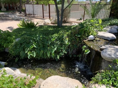 A serene outdoor area with a small waterfall and greenery