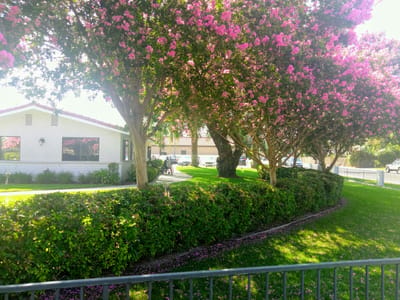 Outdoor space with flowering trees and a well-kept garden