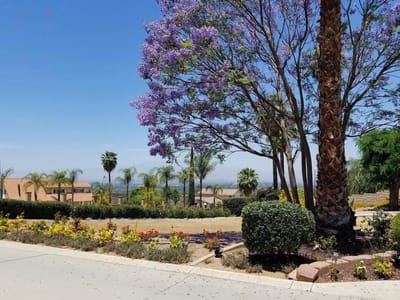 Outdoor view of landscaped garden and trees