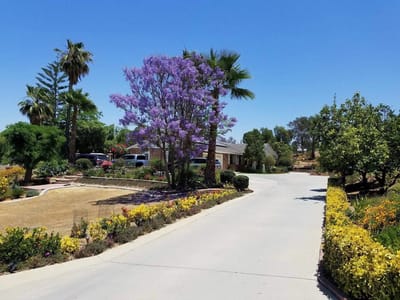 A scenic entrance with purple flowering trees and landscaped path