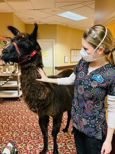 Staff member interacting with a llama indoors