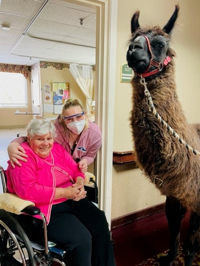 Resident in a wheelchair with staff and a llama