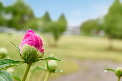 Close-up of a pink flower covered in droplets