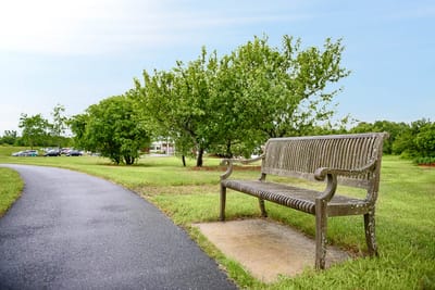 Wooden bench in a green outdoor space