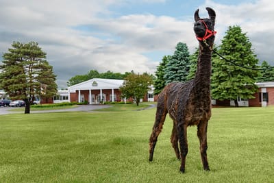A llama in front of a senior living facility