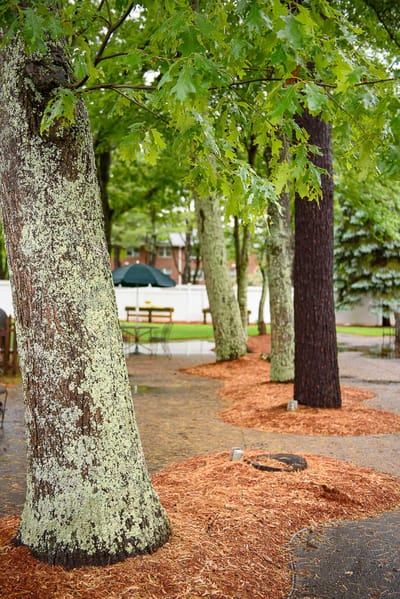 Outdoor space with trees and garden area