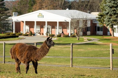 A llama in front of the facility building