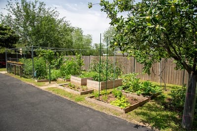 Vegetable garden with raised beds and greenery