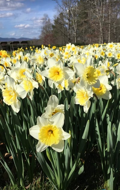 Field of blooming daffodils under a blue sky
