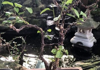 Twisted plant near a traditional stone lantern by water