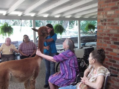 Residents interacting with a llama in a common area