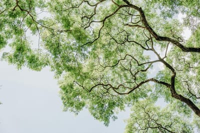 Canopy of lush green trees against a clear sky