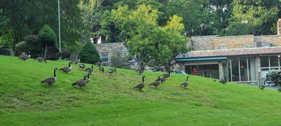 Geese on a grassy hillside near the healthcare center