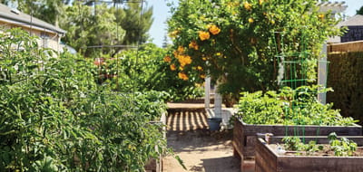 Sunlit garden area with vegetable plots