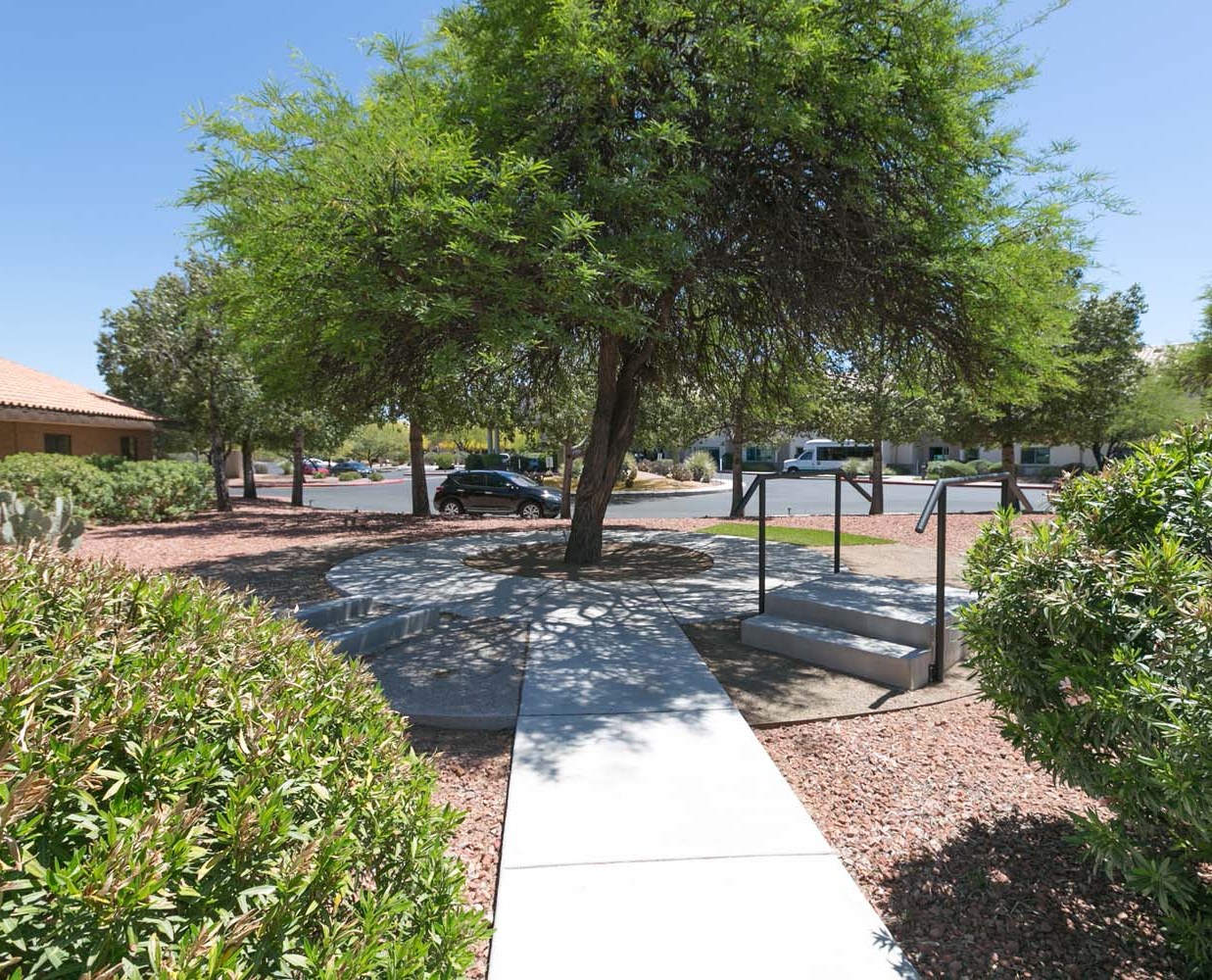 Pathway under a large tree in an outdoor area