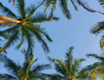 Palm trees against a blue sky