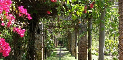 Lush garden pathway with flowering plants