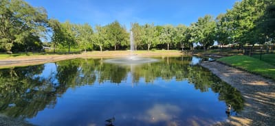 A tranquil pond surrounded by lush greenery