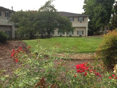 View of a garden area with flowers and building in background