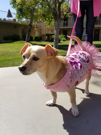 A small dog wearing a pink outfit in a garden area