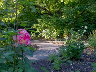 A peaceful garden pathway surrounded by flowers
