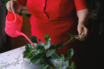 Elderly woman watering a plant indoors