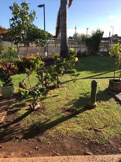 Well-maintained garden area with plants and grass