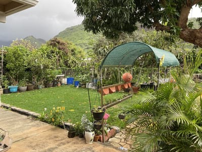 A vibrant garden area with green grass and plants