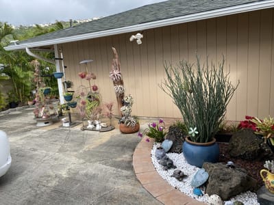 Outdoor garden with decorative plants