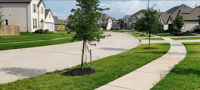 Neighborhood view of a well-maintained street